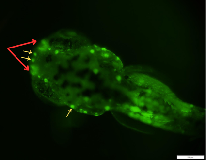 GFP expression in hair cell of neuromast of the anterior lateral line system (yellow arrow) and in the olfactory epithelium (red arrow) in 6 days post fertilization zebrafish larva